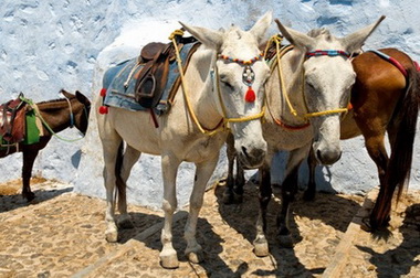 Santorini Donkeys Ecard 